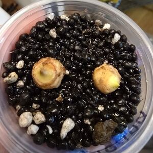 Variegated Tigrina Alocasia Corm